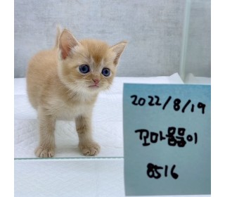 브리티쉬숏 분양