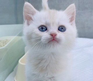 브리티쉬숏 분양