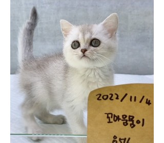 브리티쉬숏 분양