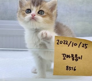 브리티쉬숏 분양