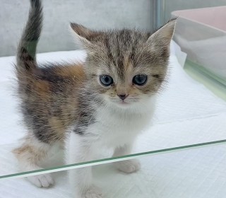 브리티쉬숏 분양
