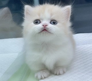 기타 분양