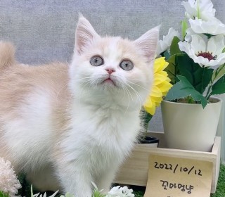 브리티쉬숏 분양