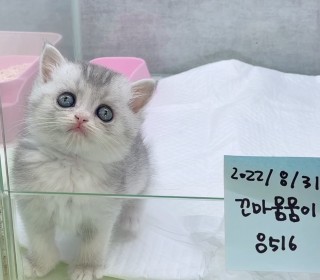 브리티쉬숏 분양