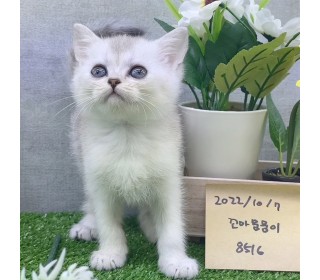브리티쉬숏 분양