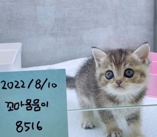 브리티쉬숏 분양