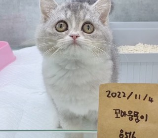 브리티쉬숏 분양
