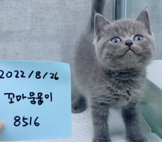 브리티쉬숏 분양