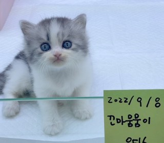 브리티쉬숏 분양