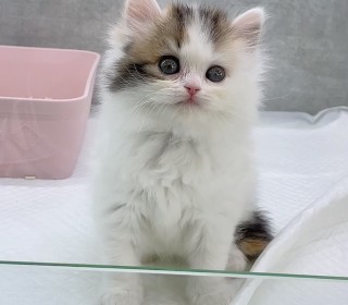 브리티쉬숏 분양