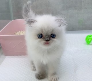 스코티쉬 폴드 분양