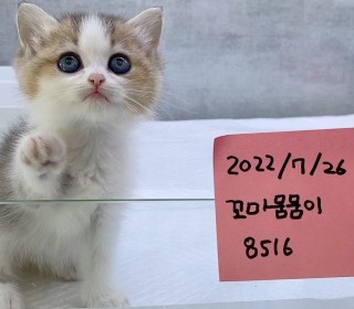 브리티쉬숏 분양