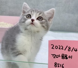 브리티쉬숏 분양