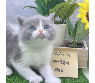 브리티쉬숏 분양