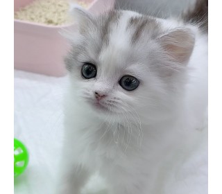 브리티쉬숏 분양
