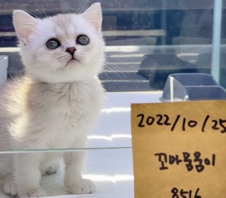 브리티쉬숏 분양