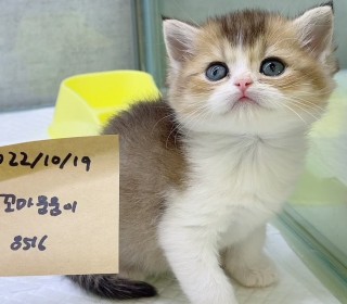브리티쉬숏 분양