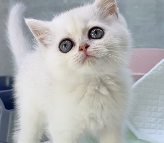 브리티쉬숏 분양