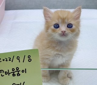 브리티쉬숏 분양
