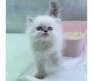 스코티쉬 폴드 분양