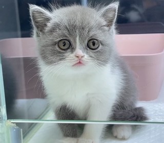 브리티쉬숏 분양