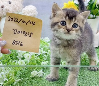 브리티쉬숏 분양