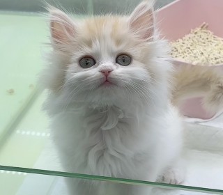 브리티쉬숏 분양