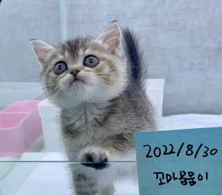 브리티쉬숏 분양