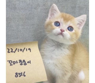 브리티쉬숏 분양