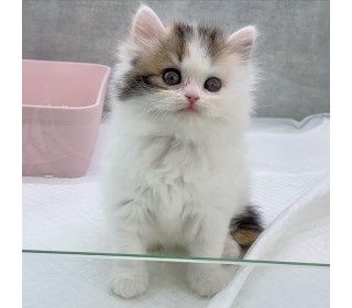 브리티쉬숏 분양