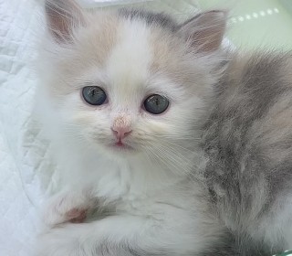 브리티쉬숏 분양