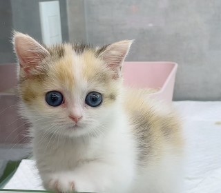 브리티쉬숏 분양