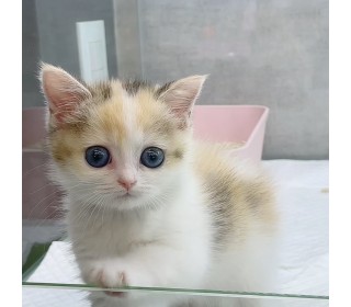 브리티쉬숏 분양
