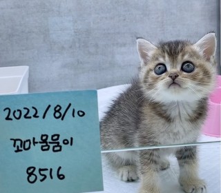 브리티쉬숏 분양