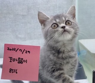 브리티쉬숏 분양