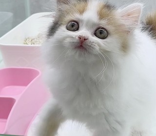 브리티쉬숏 분양