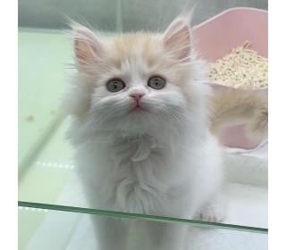 브리티쉬숏 분양