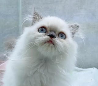 스코티쉬 폴드 분양
