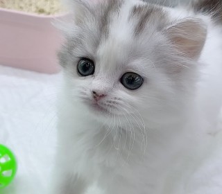 브리티쉬숏 분양