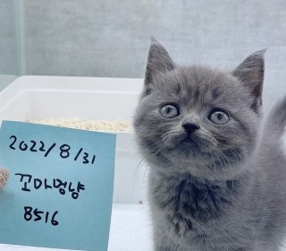 브리티쉬숏 분양