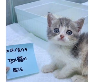 브리티쉬숏 분양