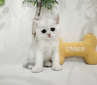 브리티쉬숏 분양
