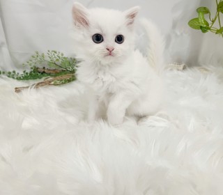 브리티쉬숏 분양