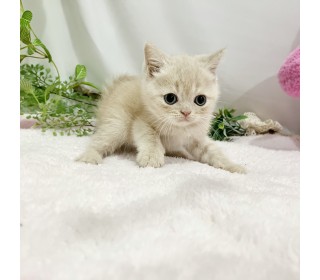 브리티쉬숏 분양