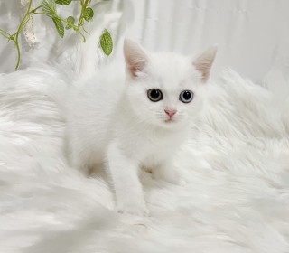 브리티쉬숏 분양