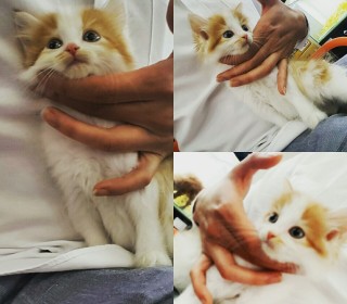 기타 분양
