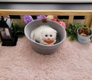 스코티쉬 폴드 분양