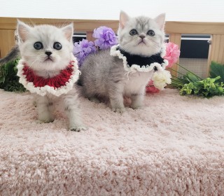브리티쉬숏 분양