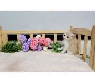 스코티쉬 폴드 분양