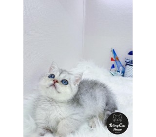 브리티쉬숏 분양